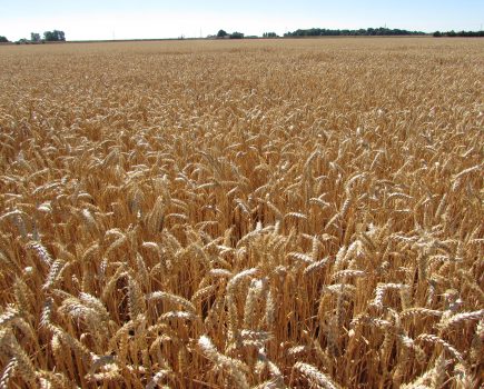 Mayflower sails ahead with impressive yields and high protein levels   