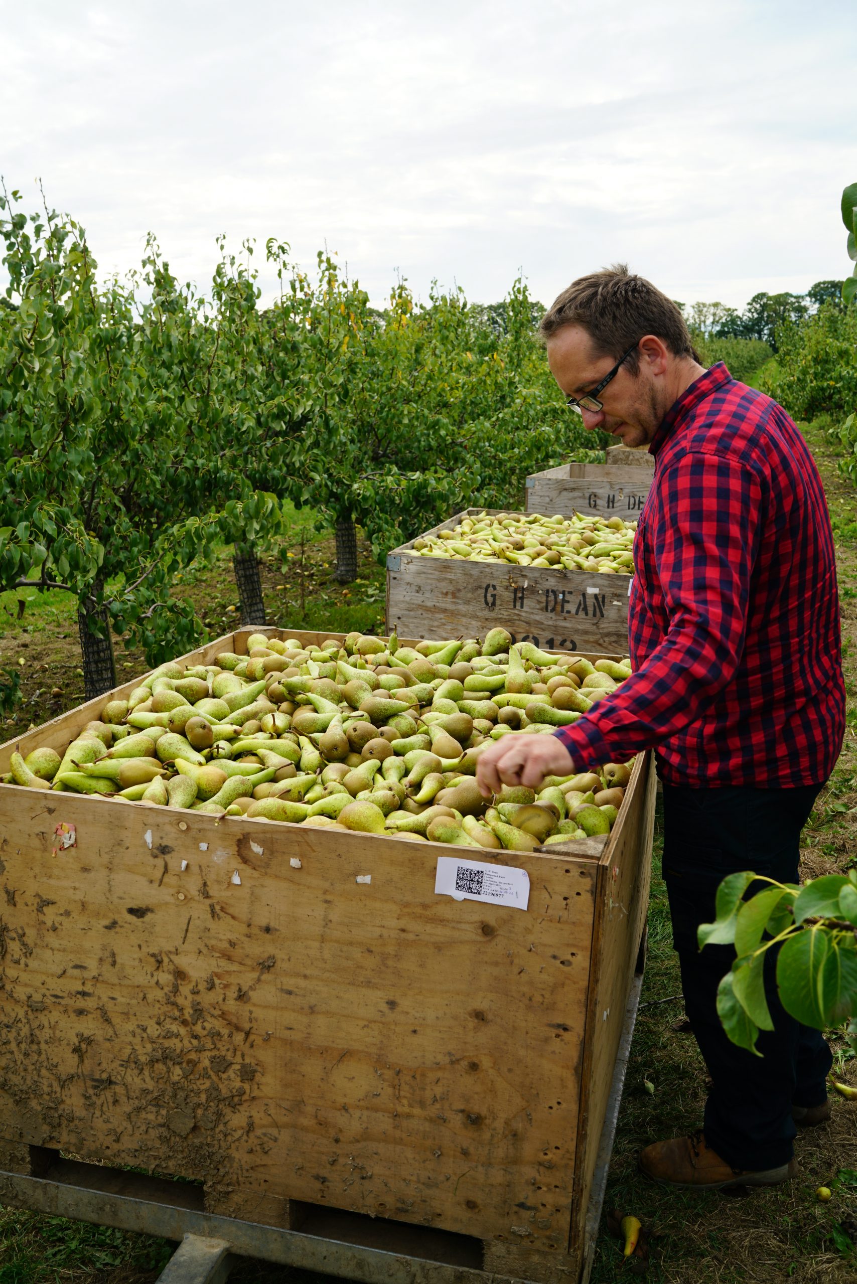 Gala Apples (Local – Not Organic) - Green Heron Farm