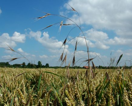 Grassweed control this autumn