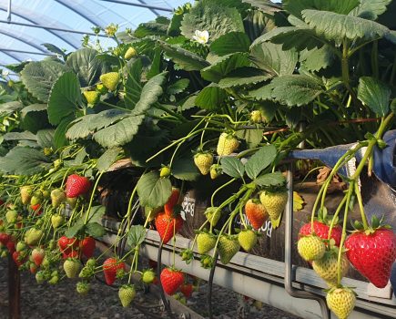 Strawberry Malling™ Ace excels in unprecedented summer temperatures
