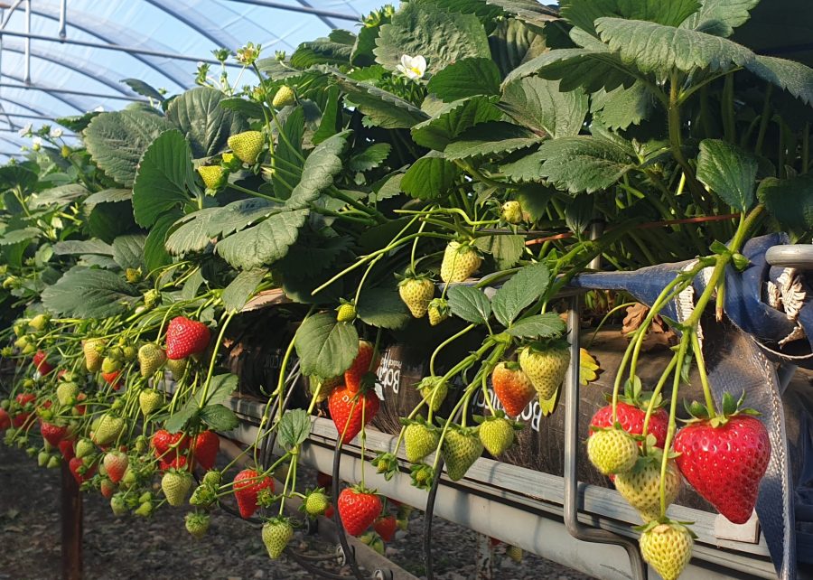 Strawberry Malling™ Ace excels in unprecedented summer temperatures