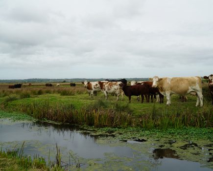 NIGEL AKEHURST VISITS: Wader country