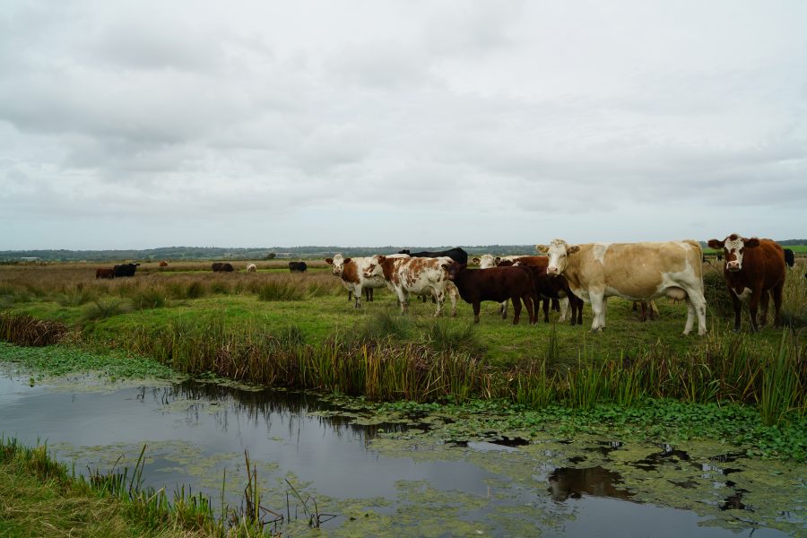 NIGEL AKEHURST VISITS: Wader country