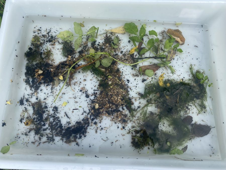 Riverfly monitoring first for Englefield Estate as it supports river health charity  