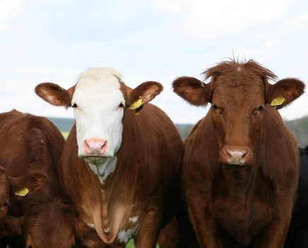 Take an evidence-based approach to parasite control in cattle at housing  