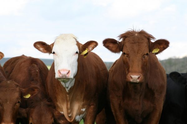 Take an evidence-based approach to parasite control in cattle at housing  