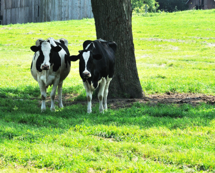 British dairy farms missing out on milk production by failing to address heat stress