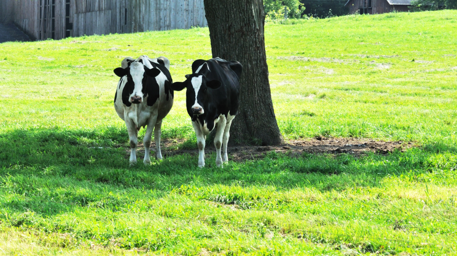 British dairy farms missing out on milk production by failing to address heat stress