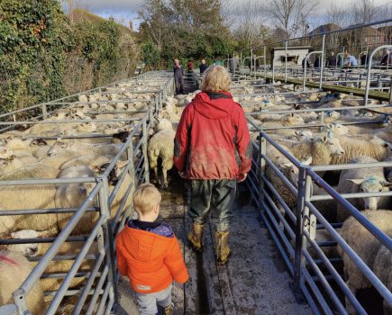 MONICA AKEHURST: “Those sheep are mine”