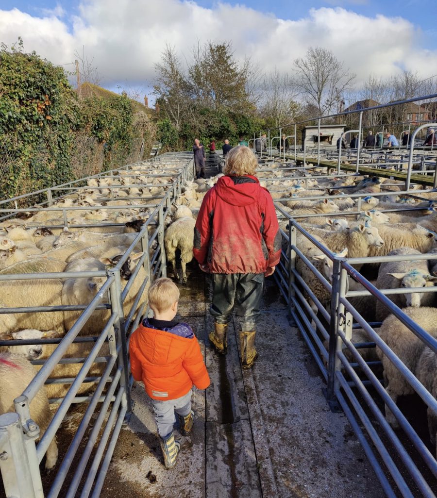 MONICA AKEHURST: “Those sheep are mine”