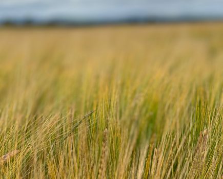 Weighing up spring cropping options