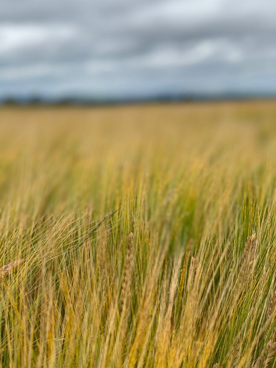 Weighing up spring cropping options