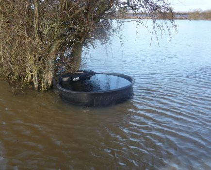 NICK ADAMES: Waterways neglected to protect ‘water rats’ and crested newts