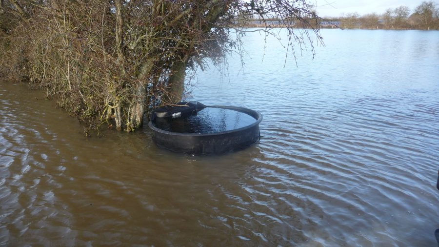 NICK ADAMES: Waterways neglected to protect ‘water rats’ and crested newts