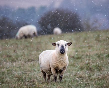 The farming calendar