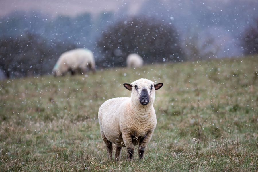 The farming calendar