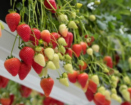 Grower guidelines released for strawberry variety Malling™ Centenary