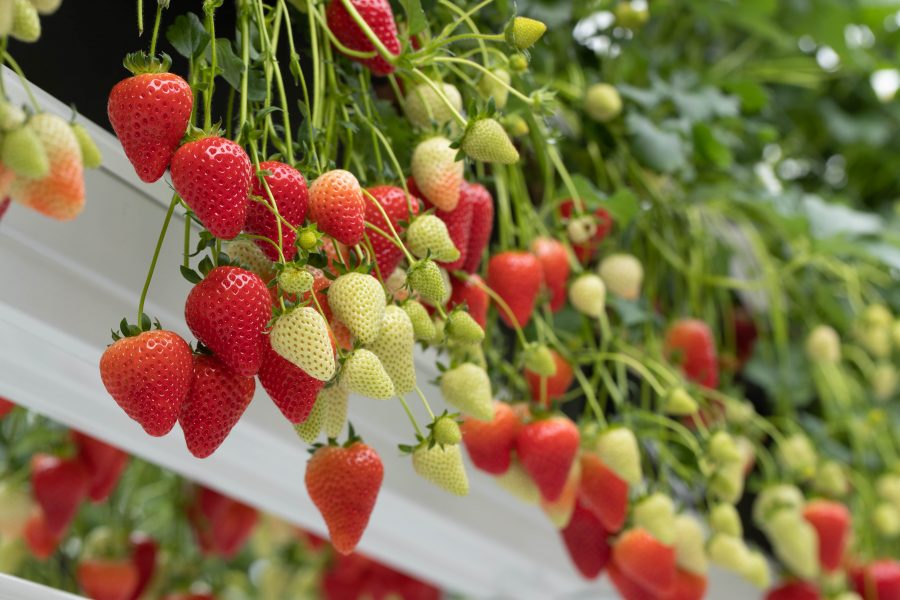 Grower guidelines released for strawberry variety Malling™ Centenary