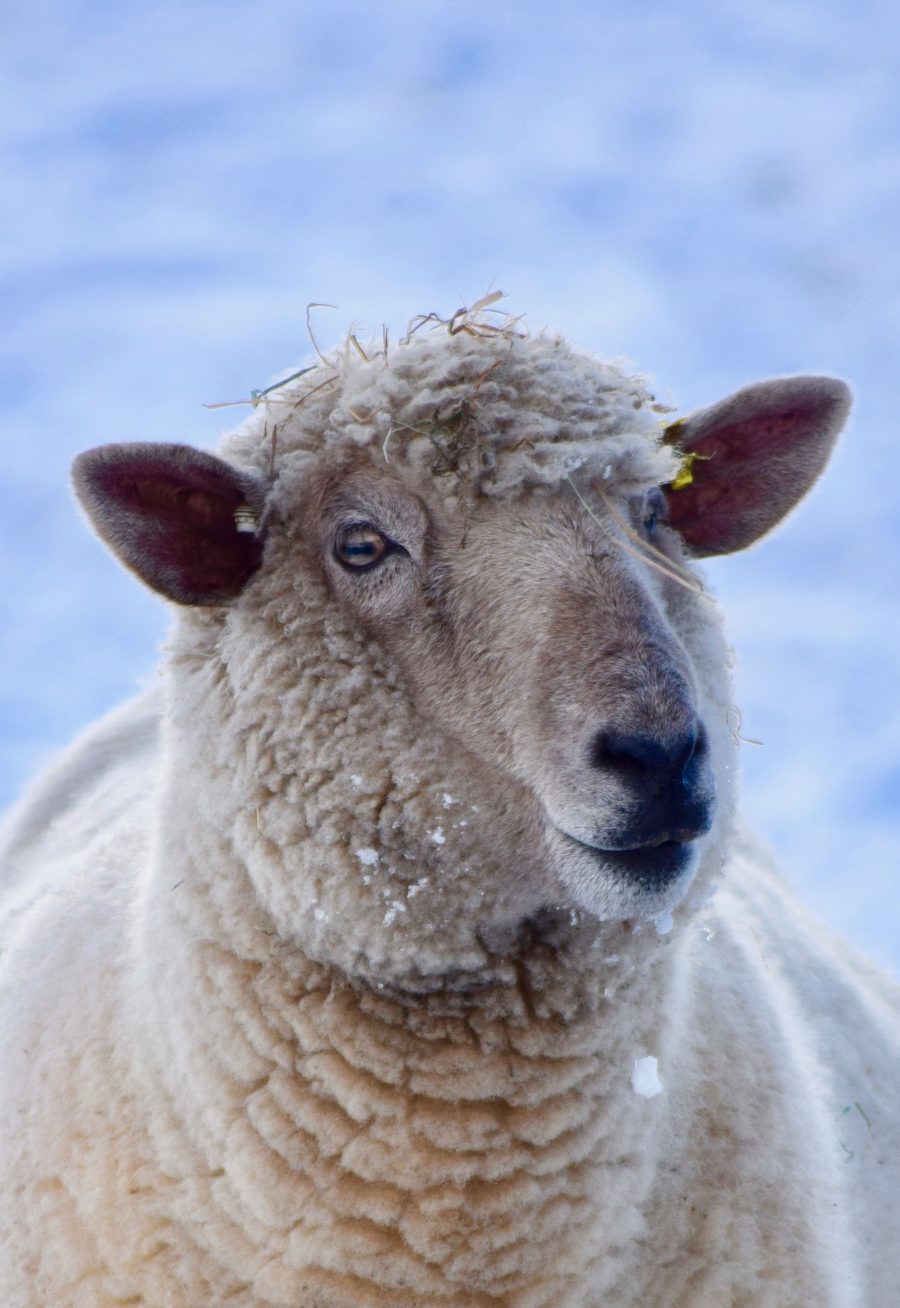 ALAN WEST: What is a sheep?