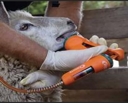 Quarantine and drench sheep returning from grazing