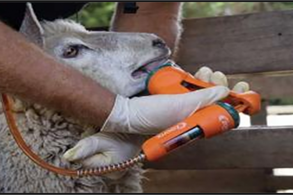 Quarantine and drench sheep returning from grazing