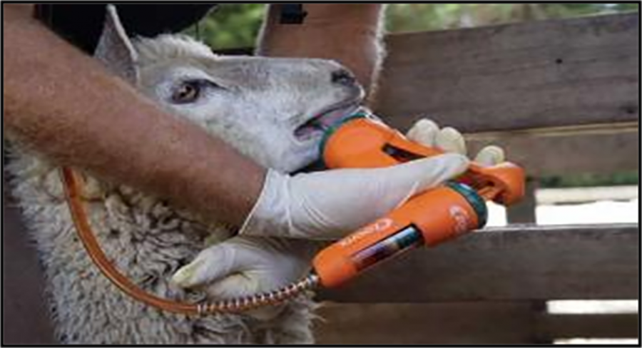 Quarantine and drench sheep returning from grazing