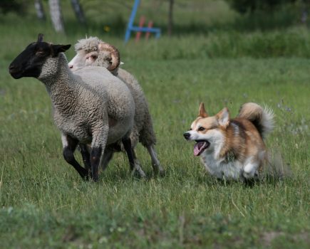 CLA issues advice to dog owners and countryside visitors during lambing season