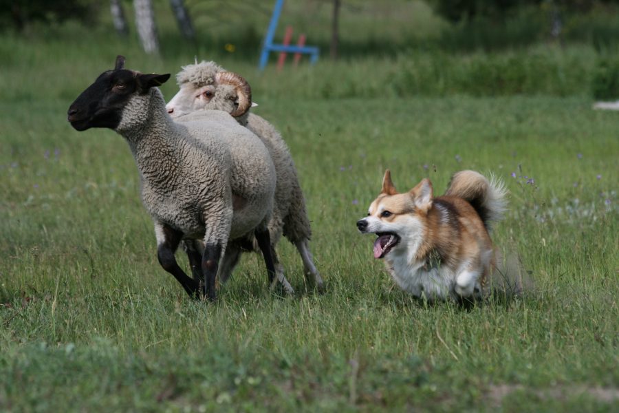 CLA issues advice to dog owners and countryside visitors during lambing season