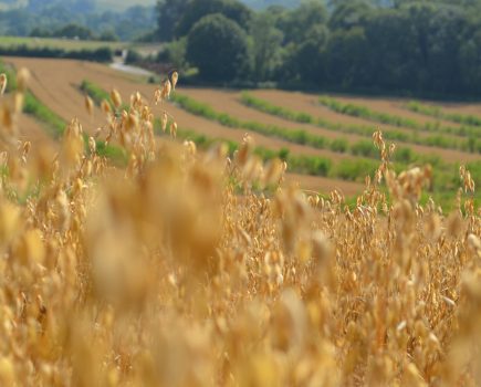 UK’s first Agroforestry Show to explore the perks of farming with trees