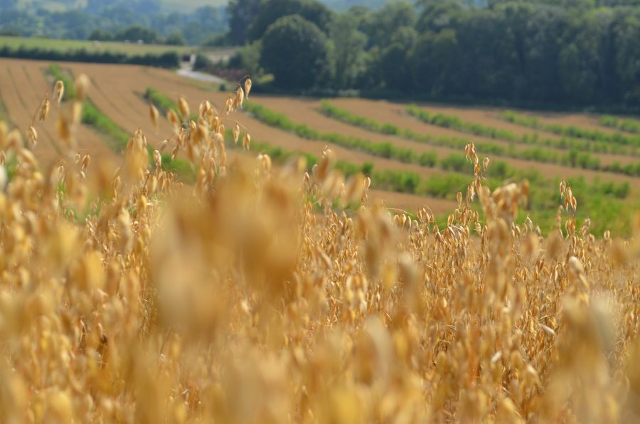 UK’s first Agroforestry Show to explore the perks of farming with trees