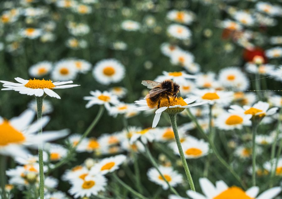 Sowing the seed of change to restore biodiversity