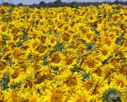 Sunflowers – alternative spring crop