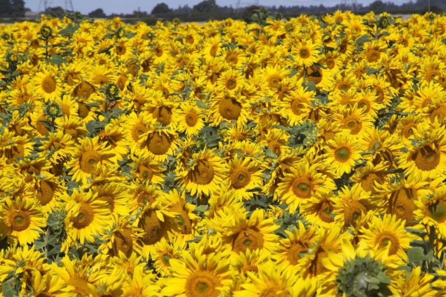 Sunflowers – alternative spring crop