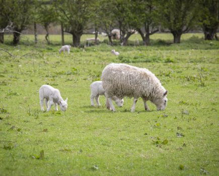 Vaccinate for EAE early, to help avoid vaccine shortage later in the year