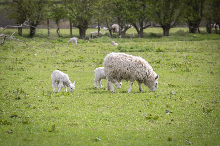 Vaccinate for EAE early, to help avoid vaccine shortage later in the year