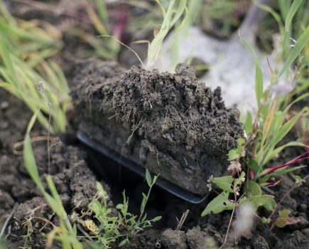 Practical soil health advice