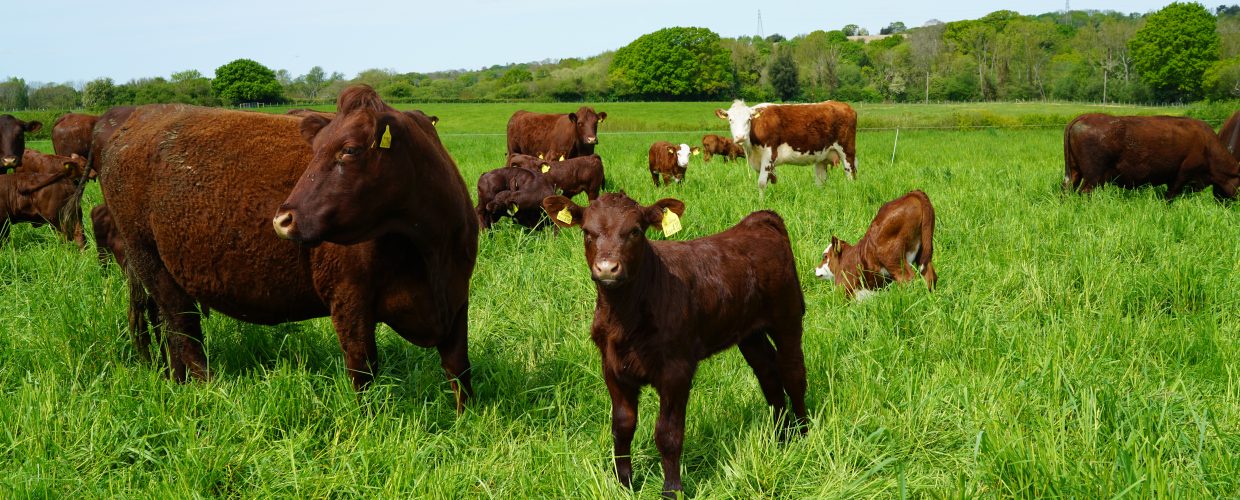 Hooked on mob grazing