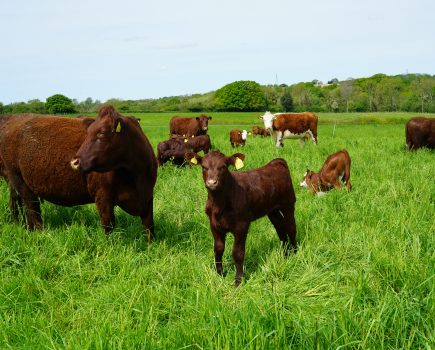 Hooked on mob grazing