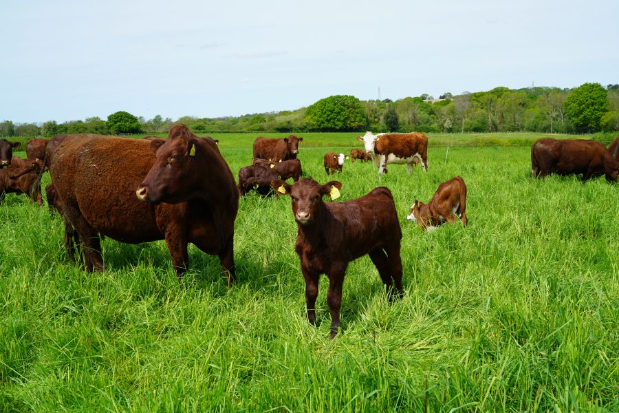 Hooked on mob grazing