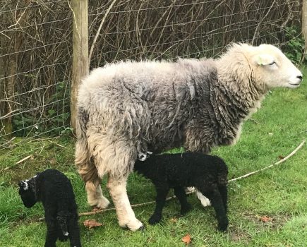 ALAN WEST: A good lambing and bad publicity