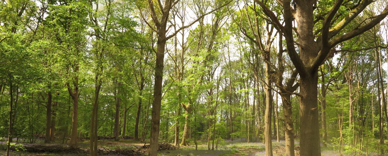 Premium price paid for timber