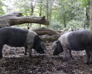 Concern deepens for UK’s native pig breeds