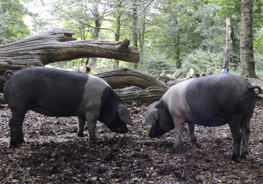 Concern deepens for UK’s native pig breeds