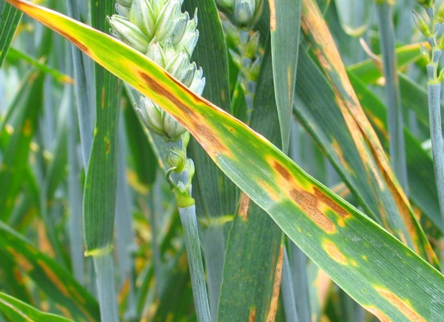 T2’s must recognise Septoria’s evolution