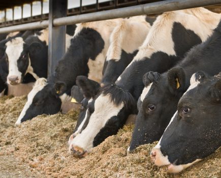 New campaign to help dairy farmers improve milk from forage