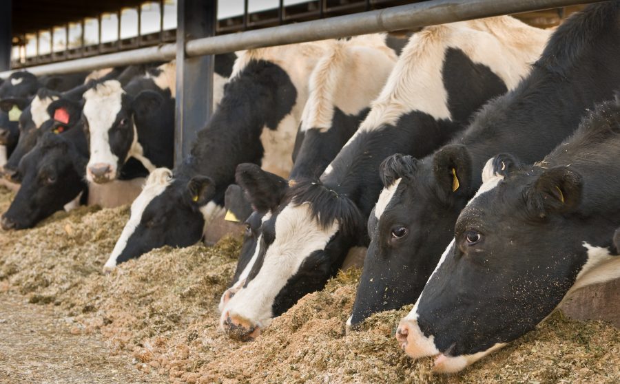 New campaign to help dairy farmers improve milk from forage