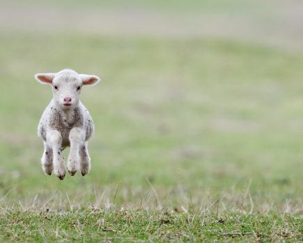 Focusing on seasonal goals in sheep health planning