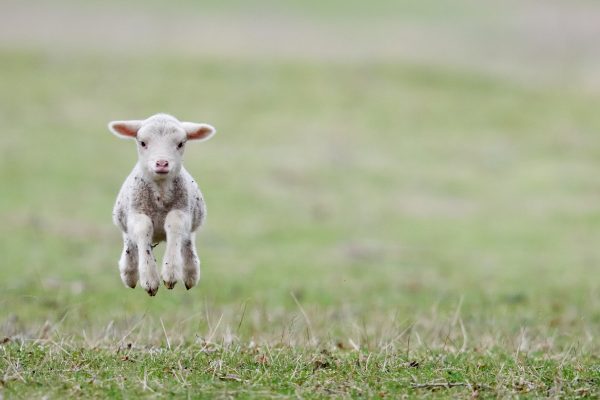 Focusing on seasonal goals in sheep health planning