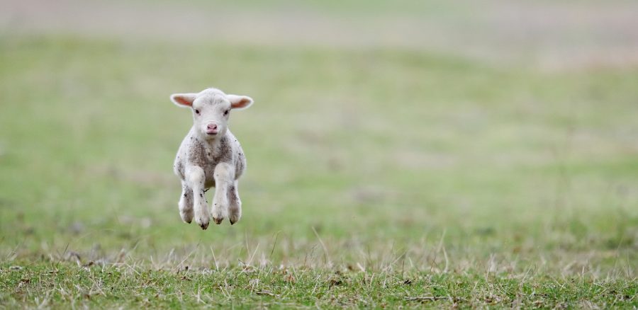 Focusing on seasonal goals in sheep health planning