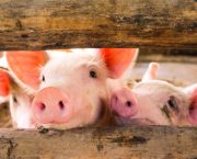 “Broken” pork supply chain
